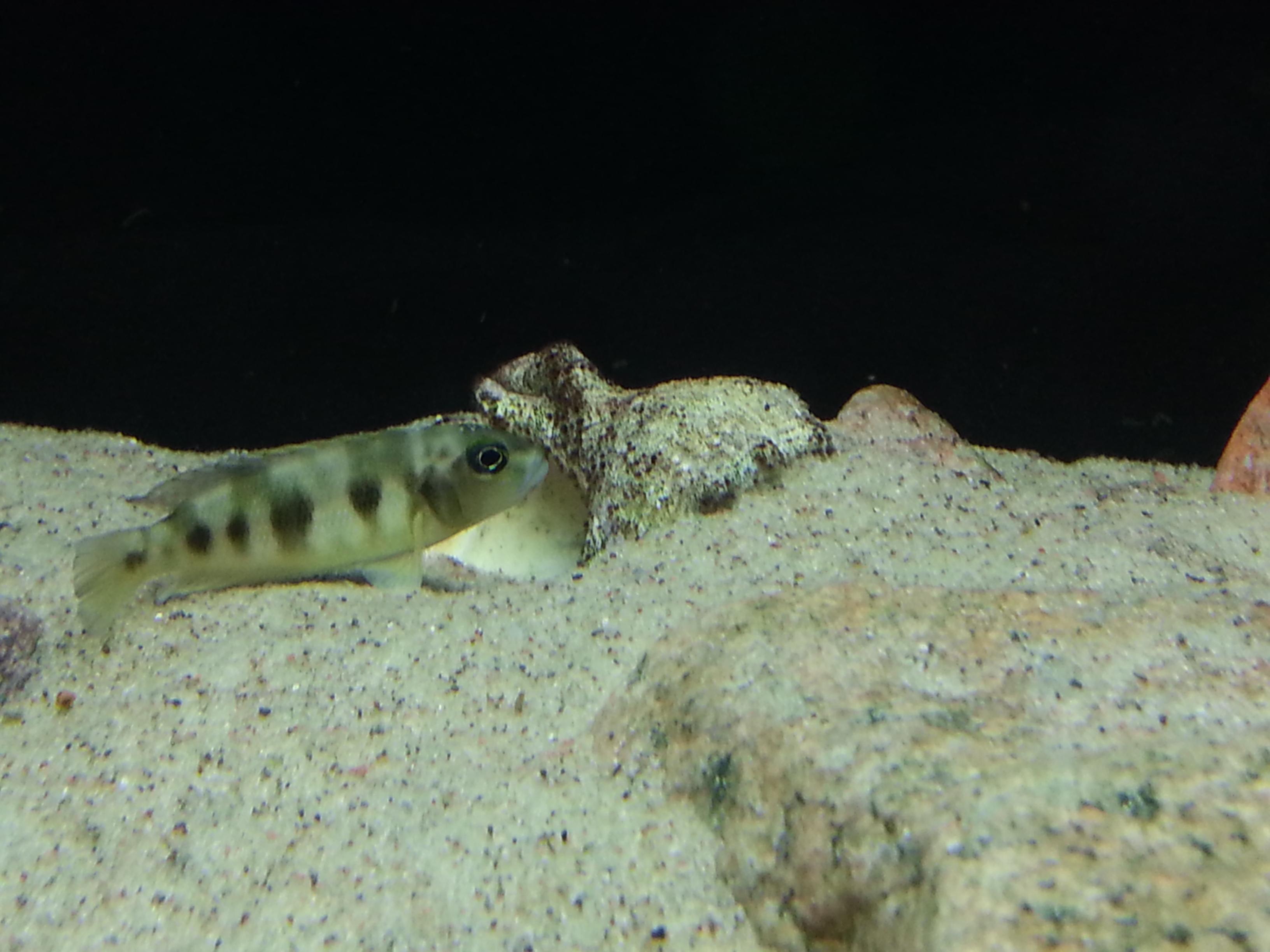 Lepidiolamprologus_boulengeri_female.jpg