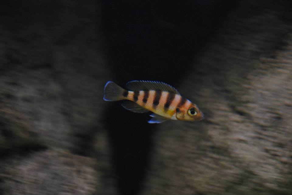 sexfaciatus 002.jpg