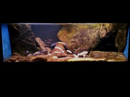 375 L nedre helbild web.JPG