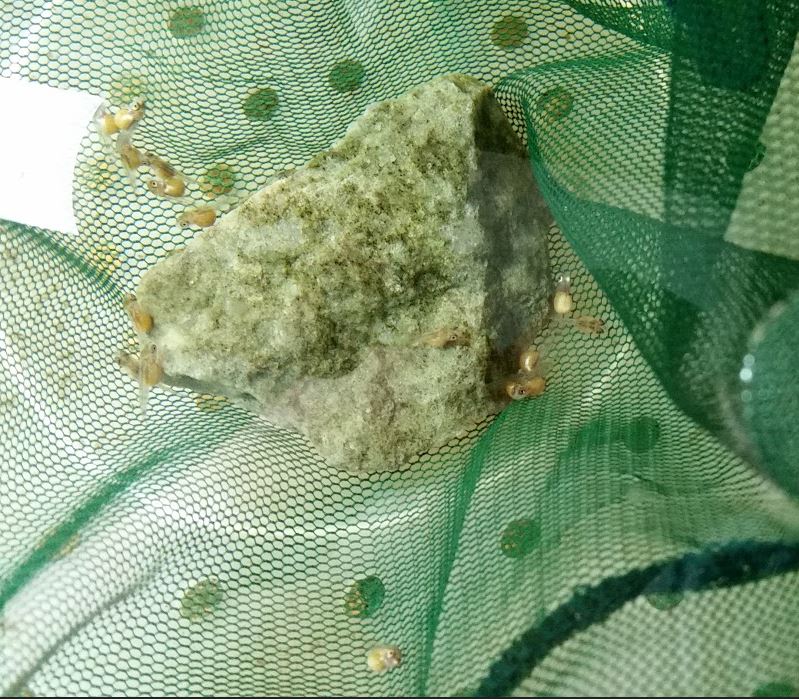 yngelazureus.JPG
