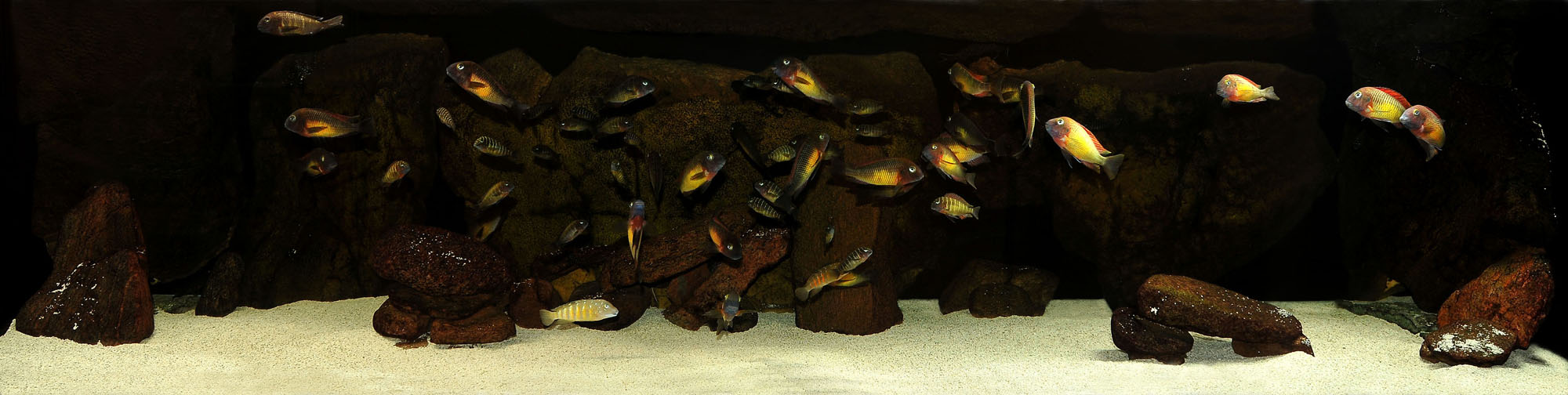 600L.JPG