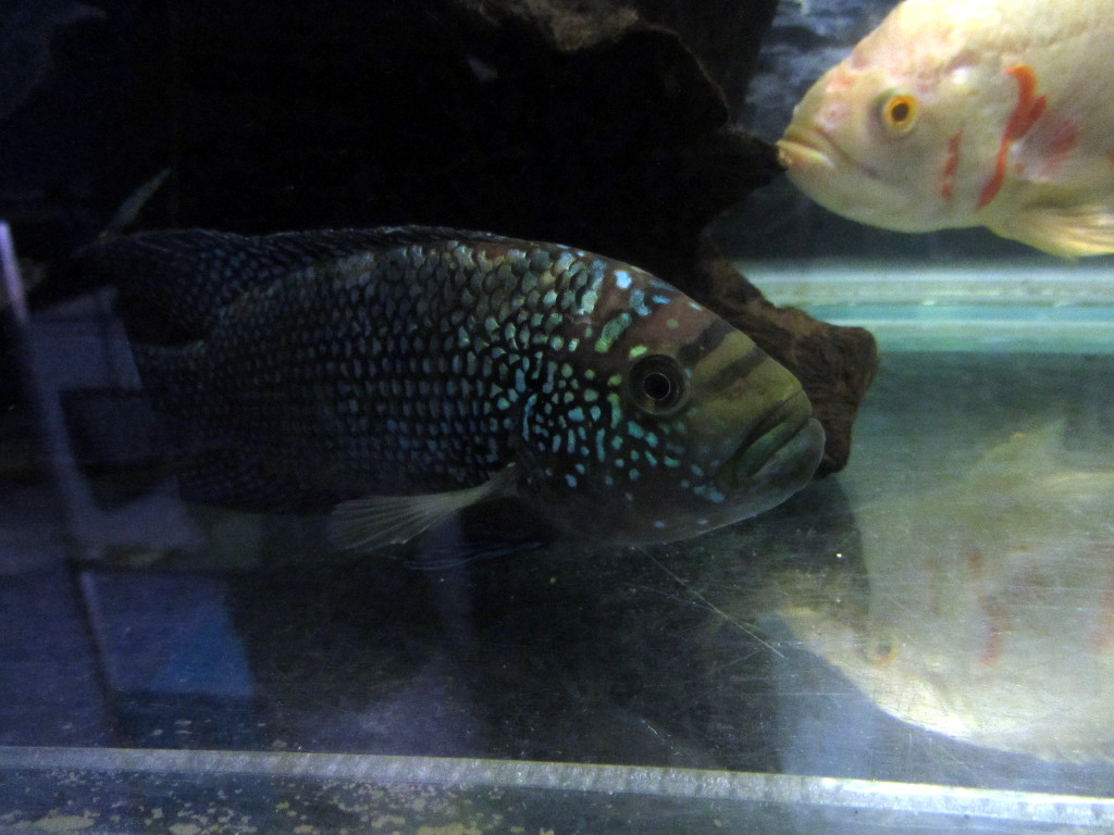Jack Dempsey.JPG
