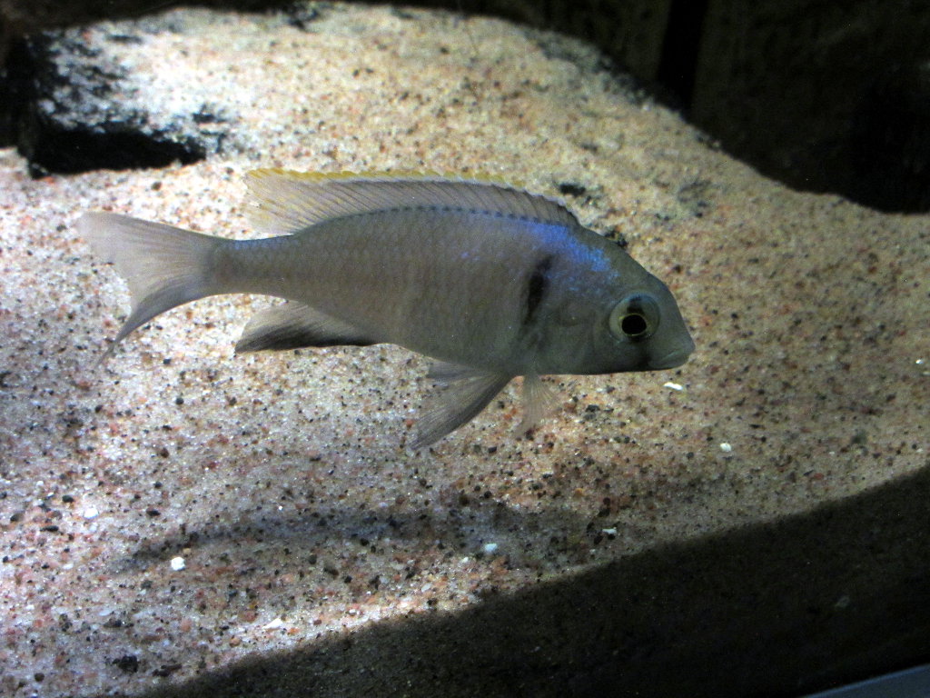Hane Placidochromis.JPG