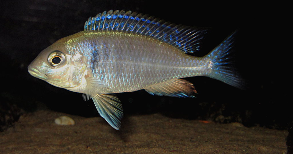 Placidochromis.JPG