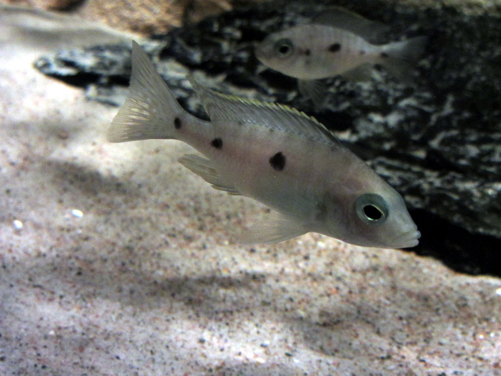 Copadichromis hane.JPG