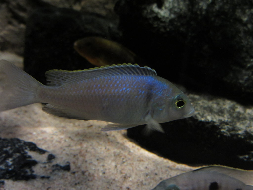 Placidochromis Hane 2.JPG