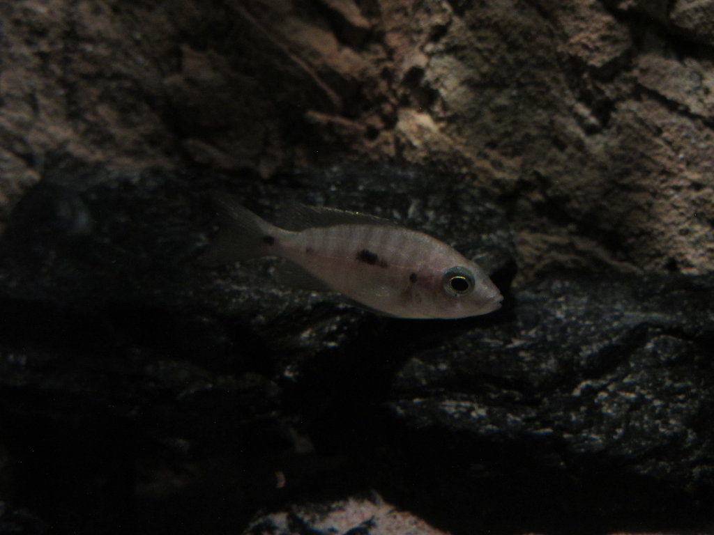 Placidochromis hona.JPG
