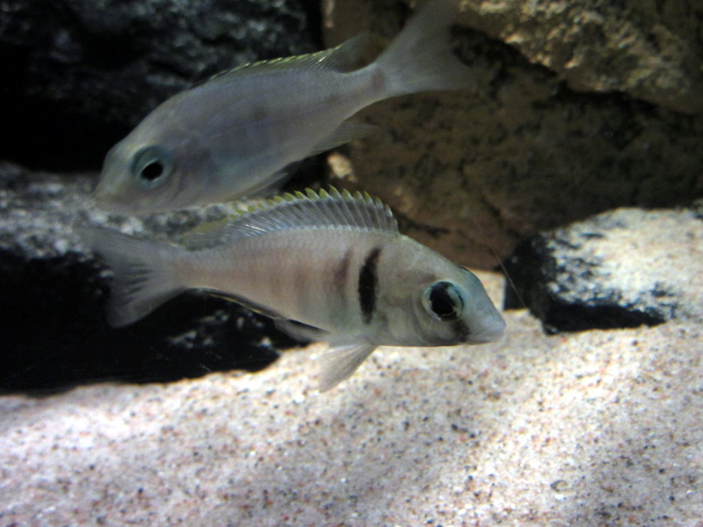 Hona Placidochromis.JPG