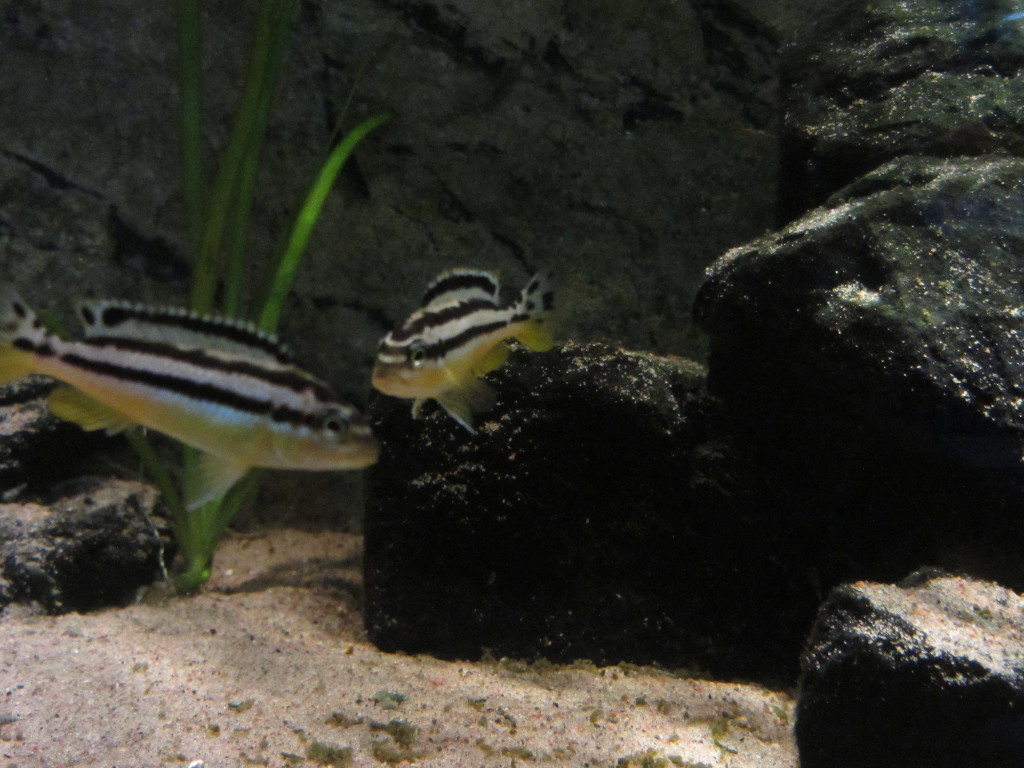 Auratus.JPG