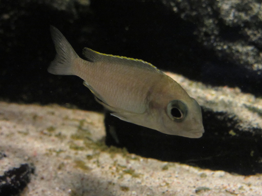 Placidochromis.JPG