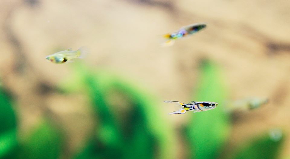 guppies.jpg