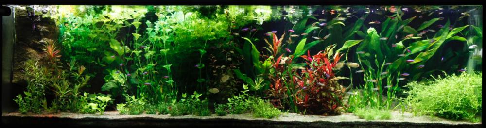akvarium.jpg
