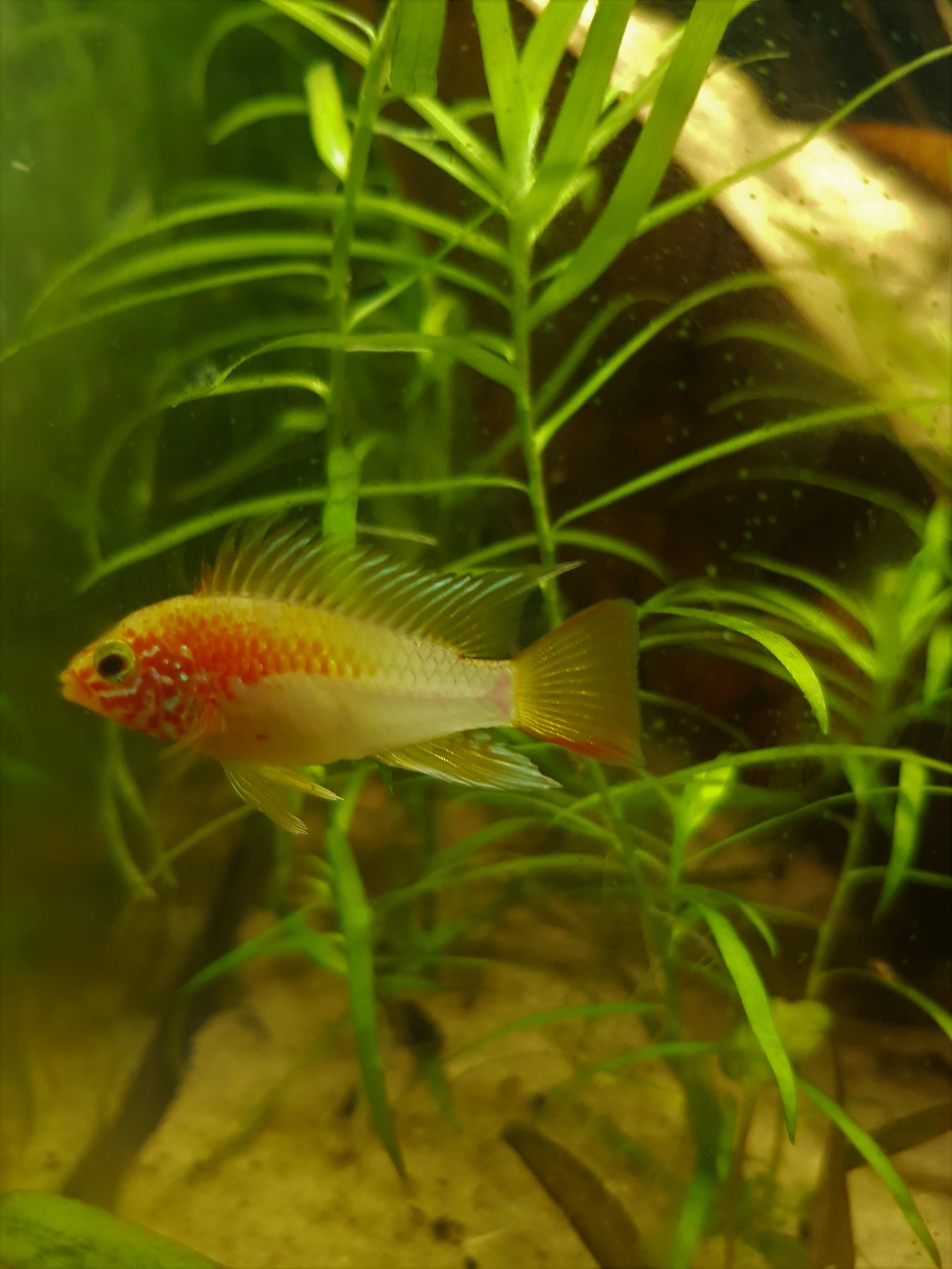 apisto Mac hane.jpg