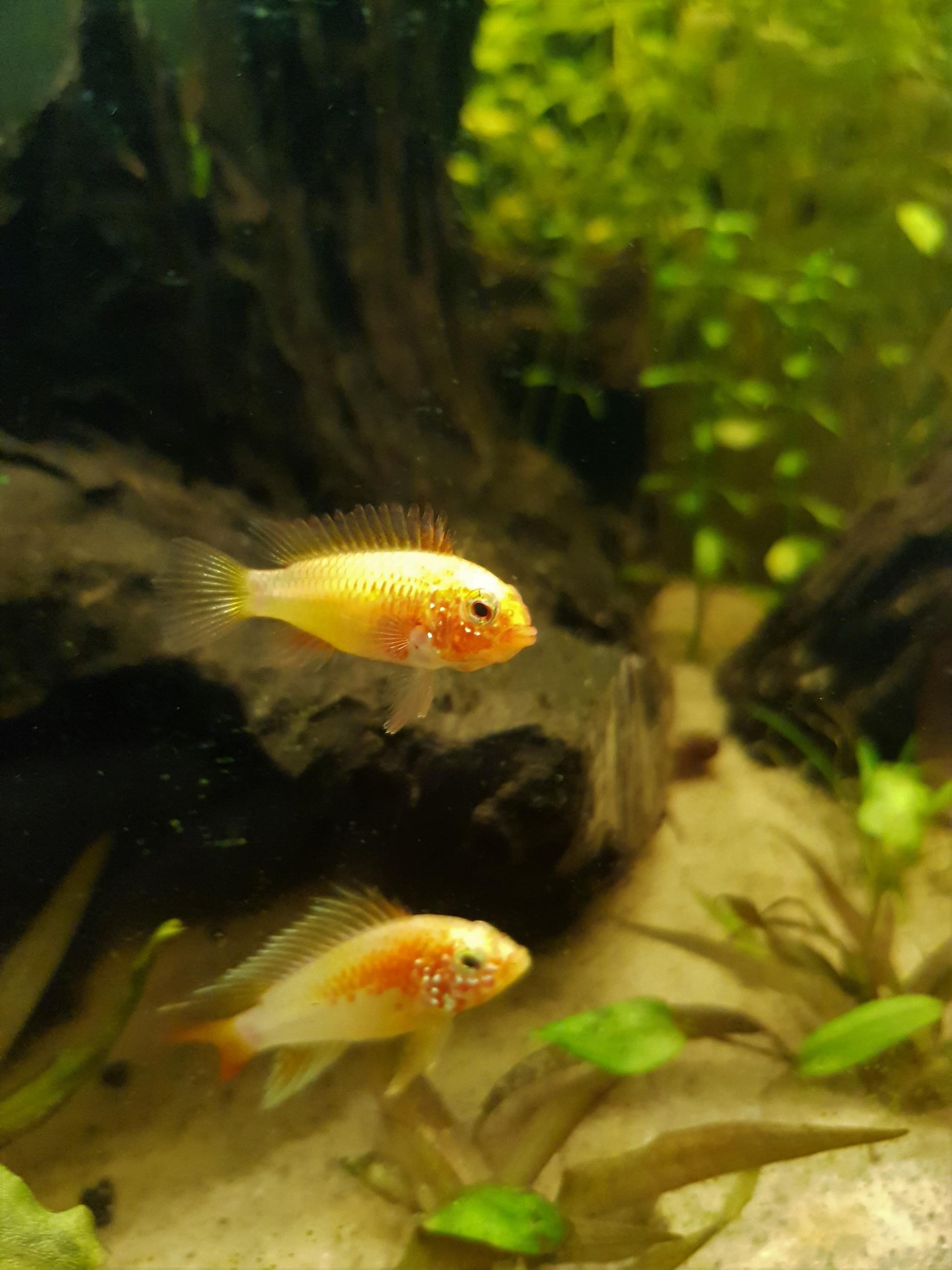 apisto paret.jpg