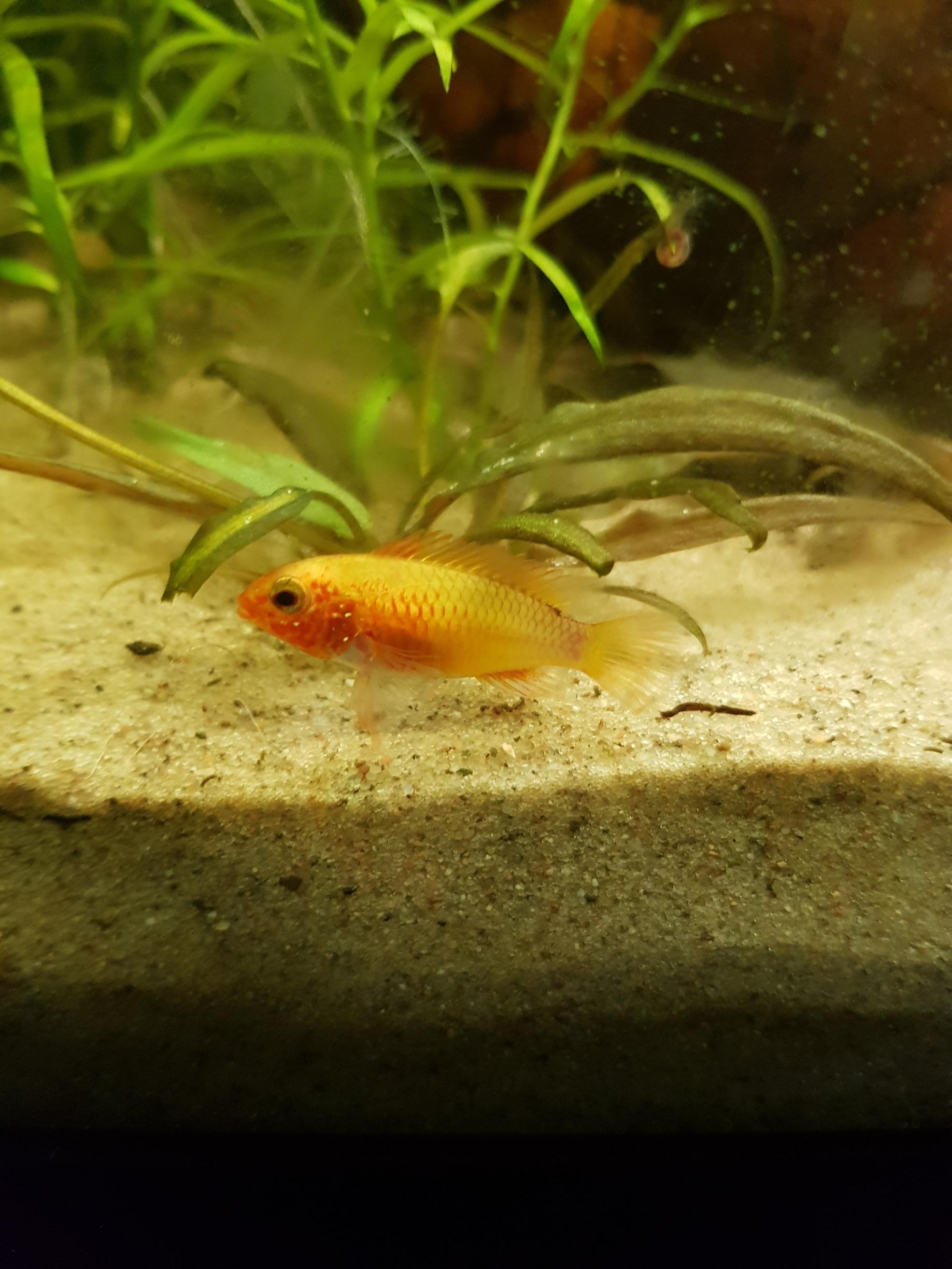 apisto Mac hona.jpg