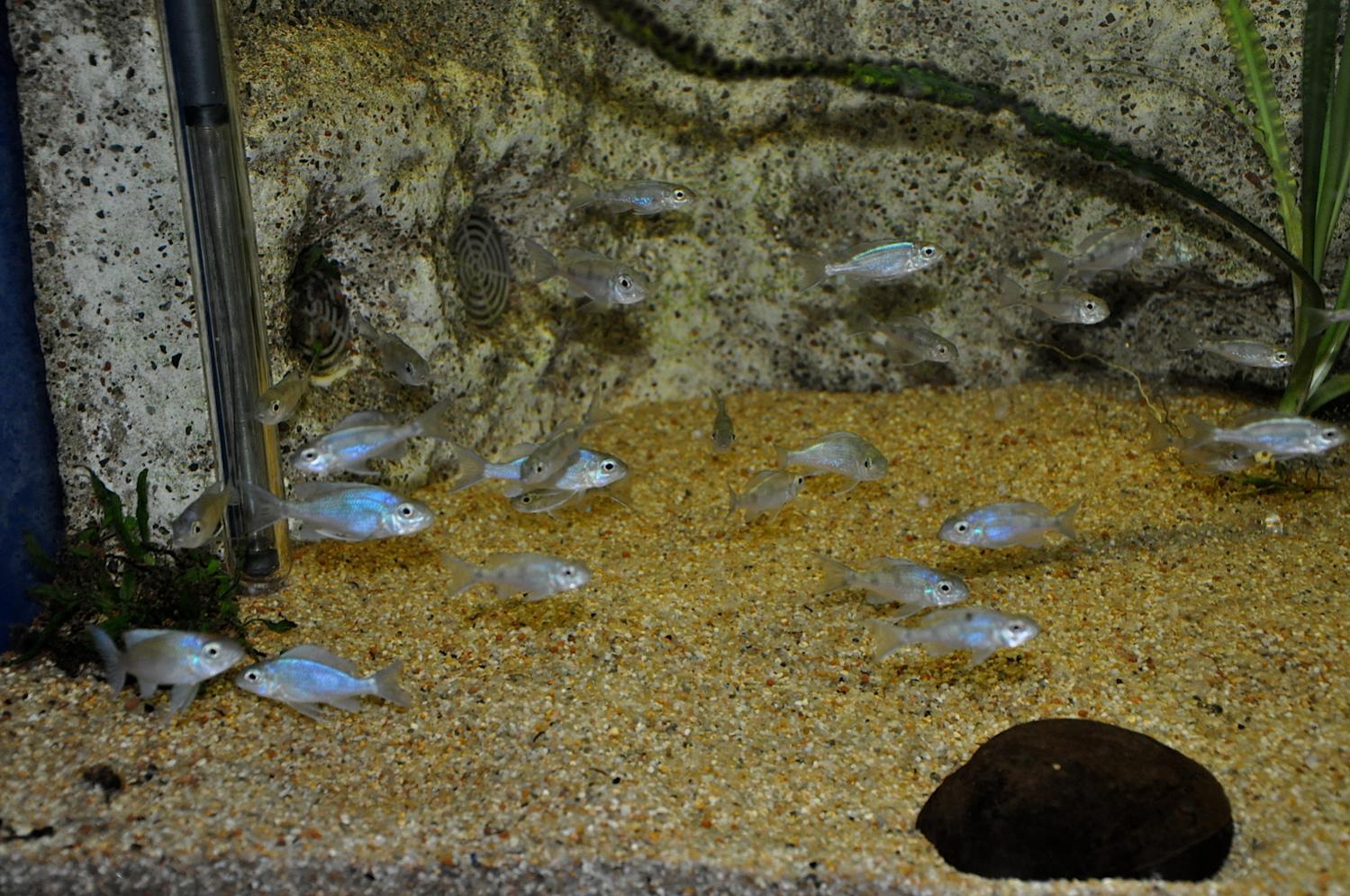 DSC_0158.jpg