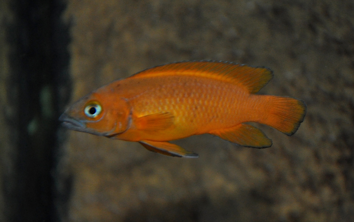 DSC_0339.JPG