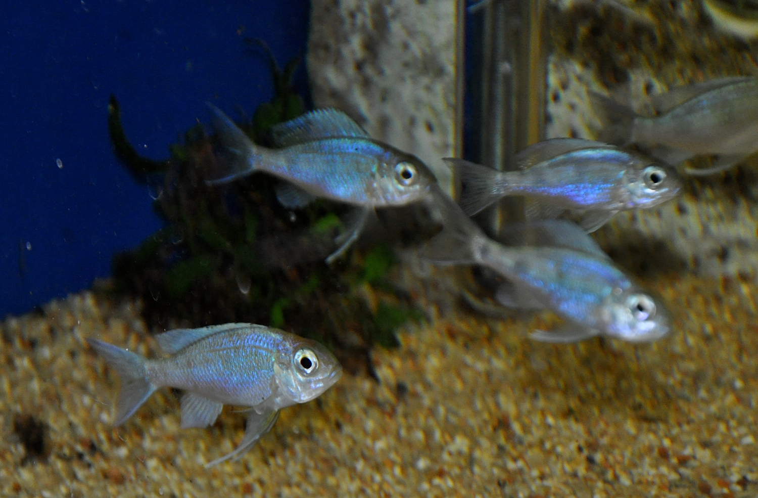 DSC_0157.JPG