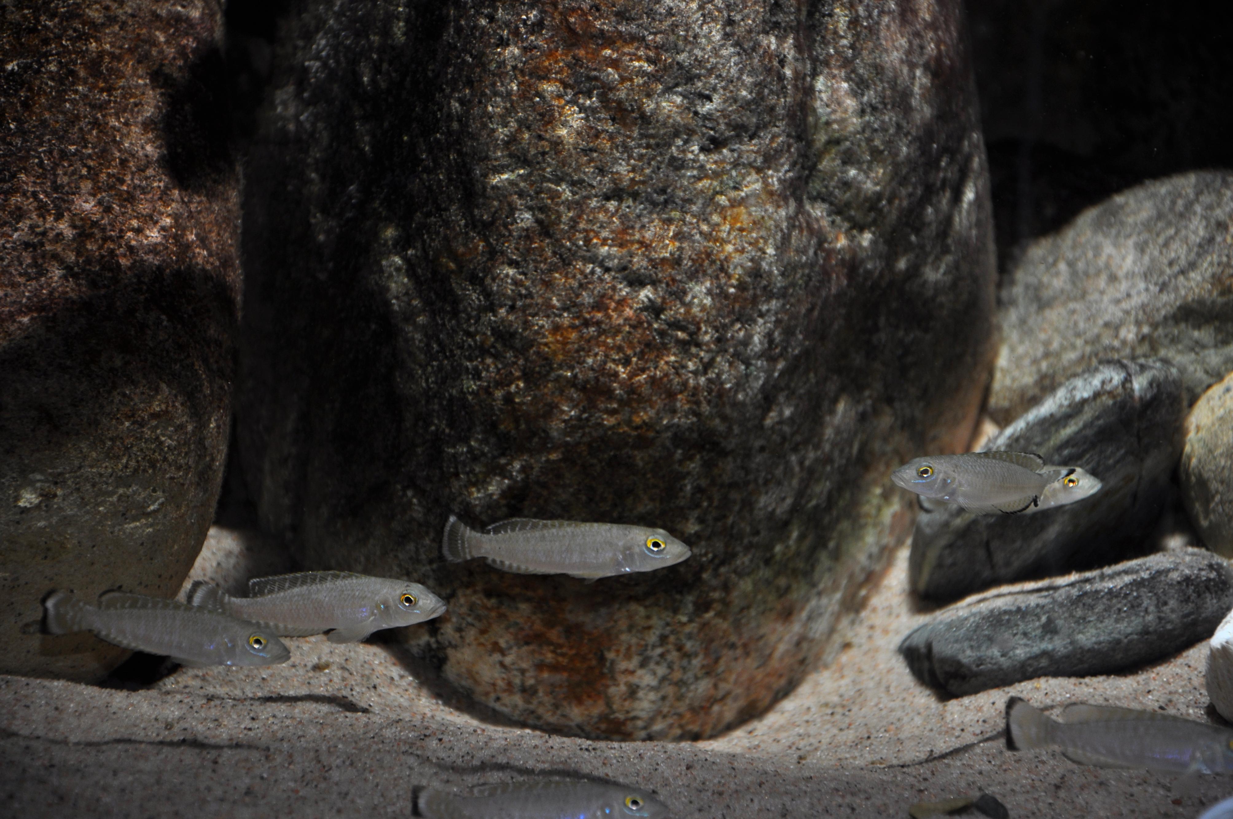 n_callipterus-burundi04-david_rejdemyhr.jpg