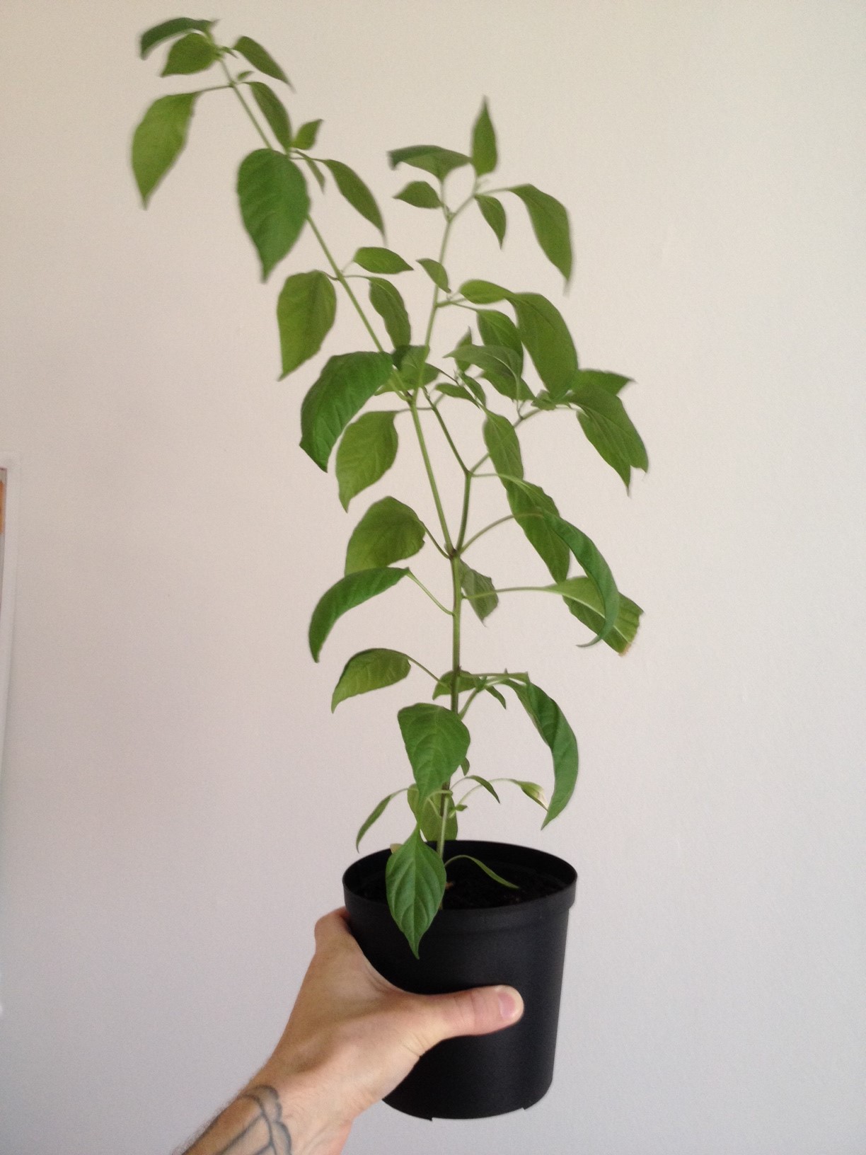 chili.jpg
