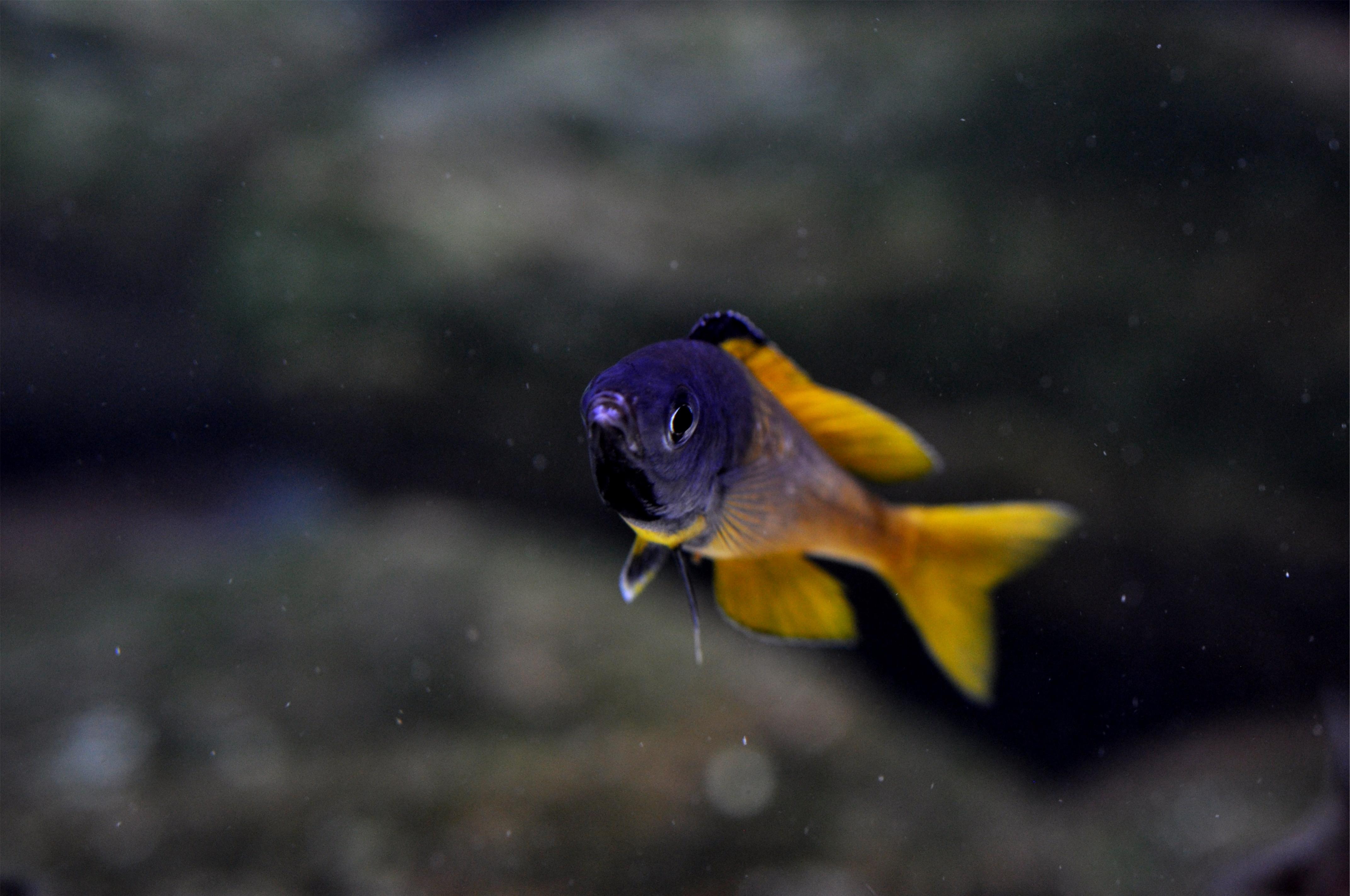 Leptosoma Jumbo Kitumba gul.jpg