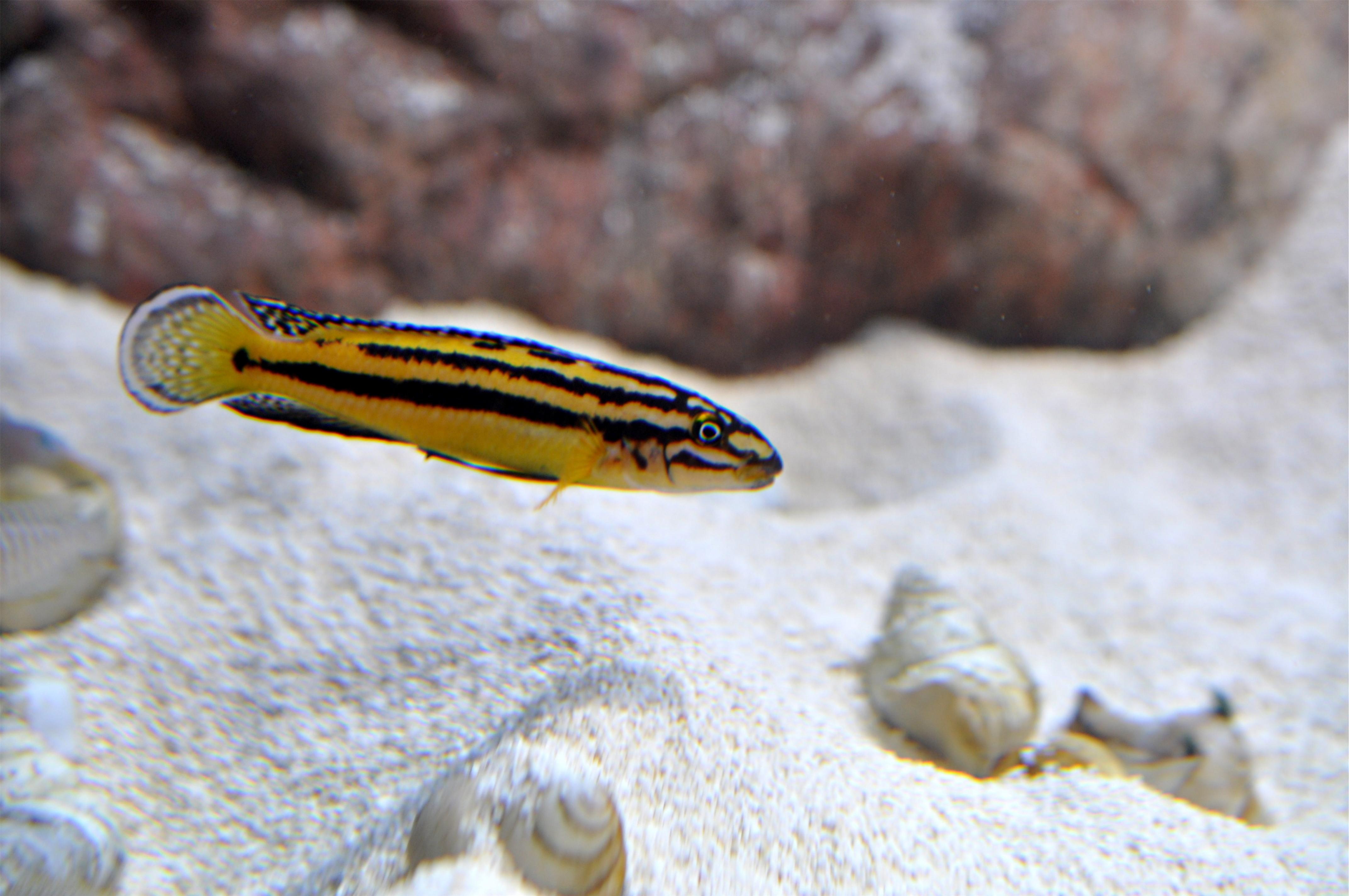 Julidochromis Regani.jpg