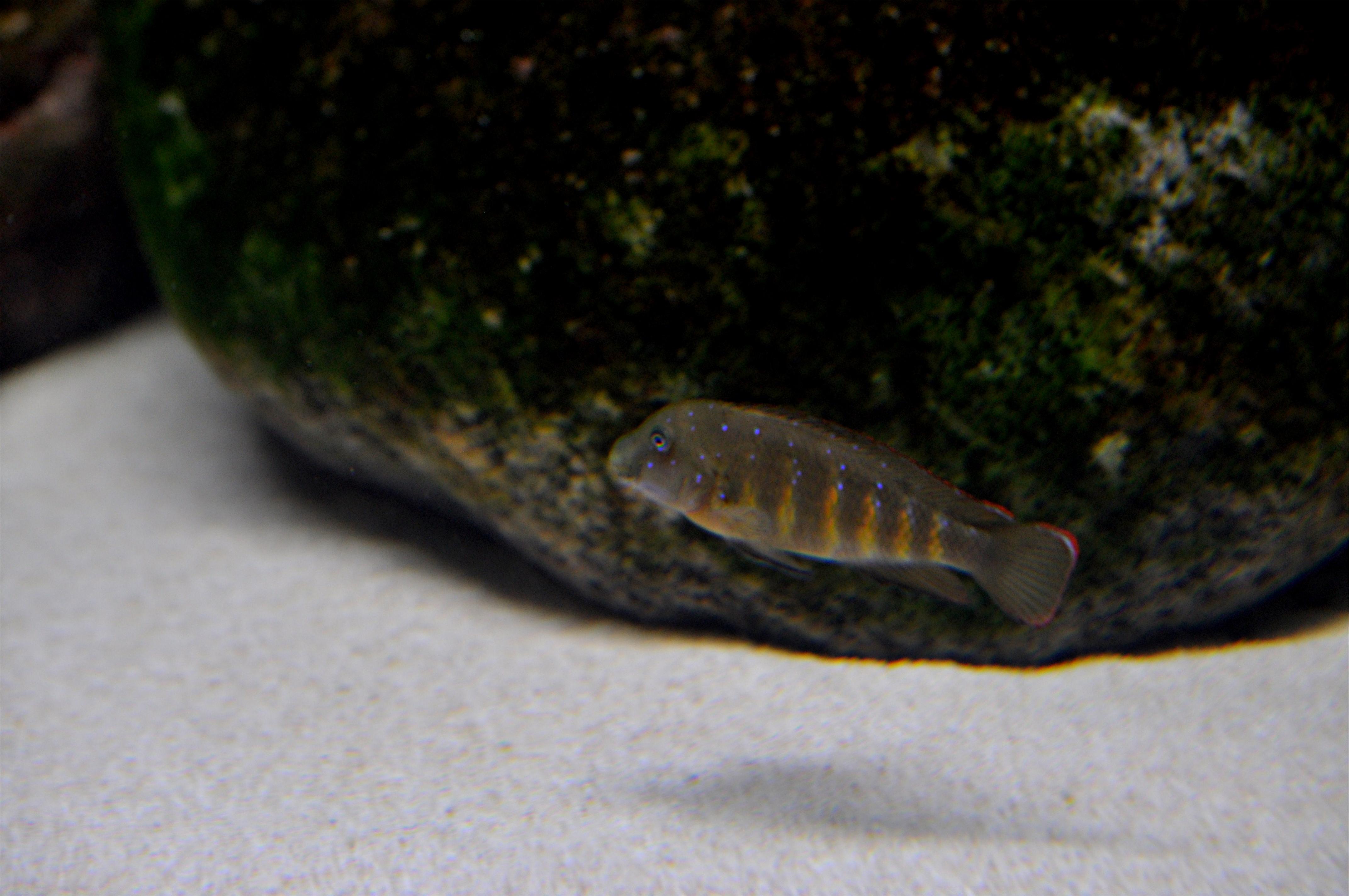 Eretmodus cyanostictus.jpg