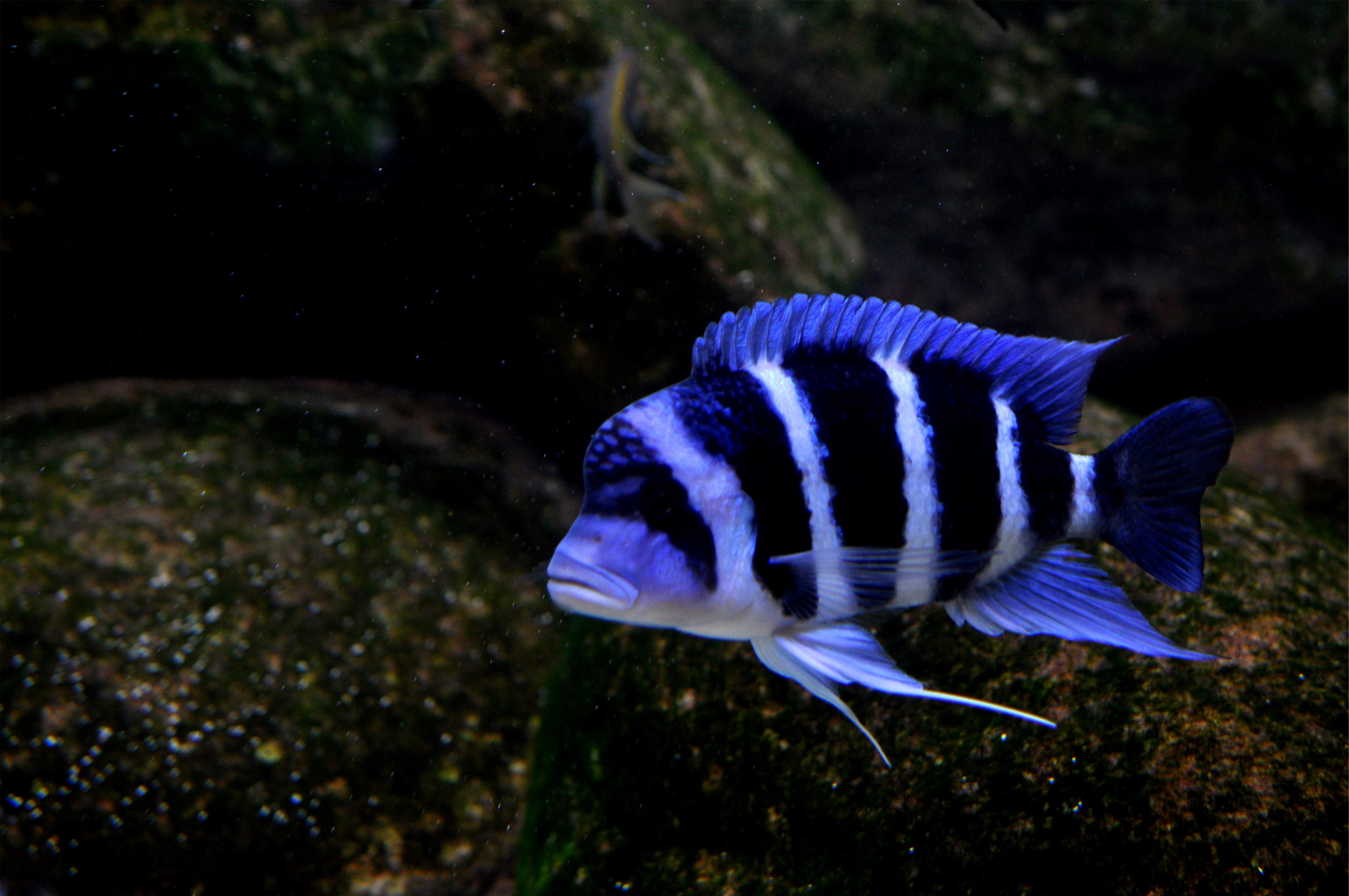 Cyphotilapia Gibberosa Moba.jpg