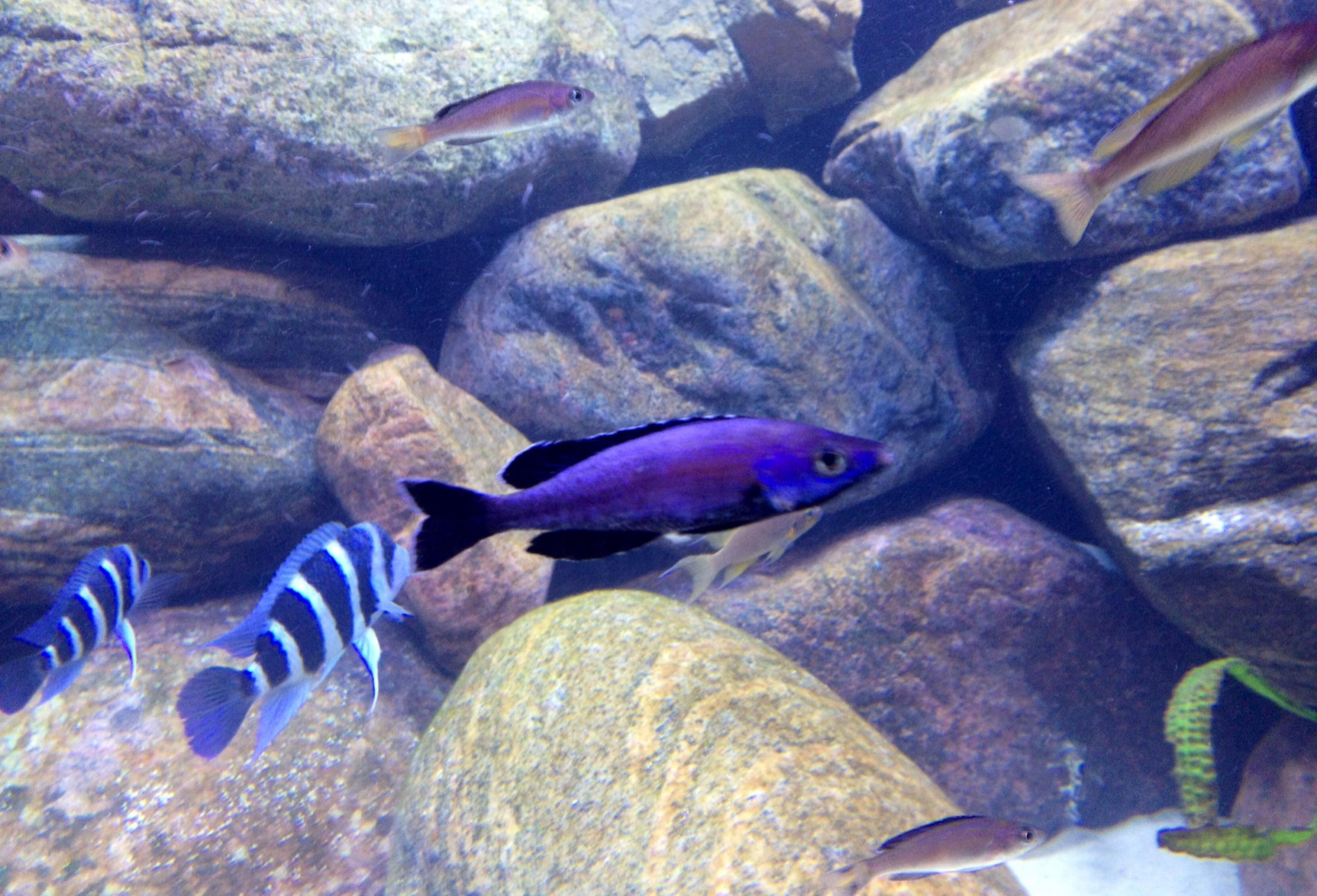 Leptosoma Jumbo Kitumba bild 1.jpg