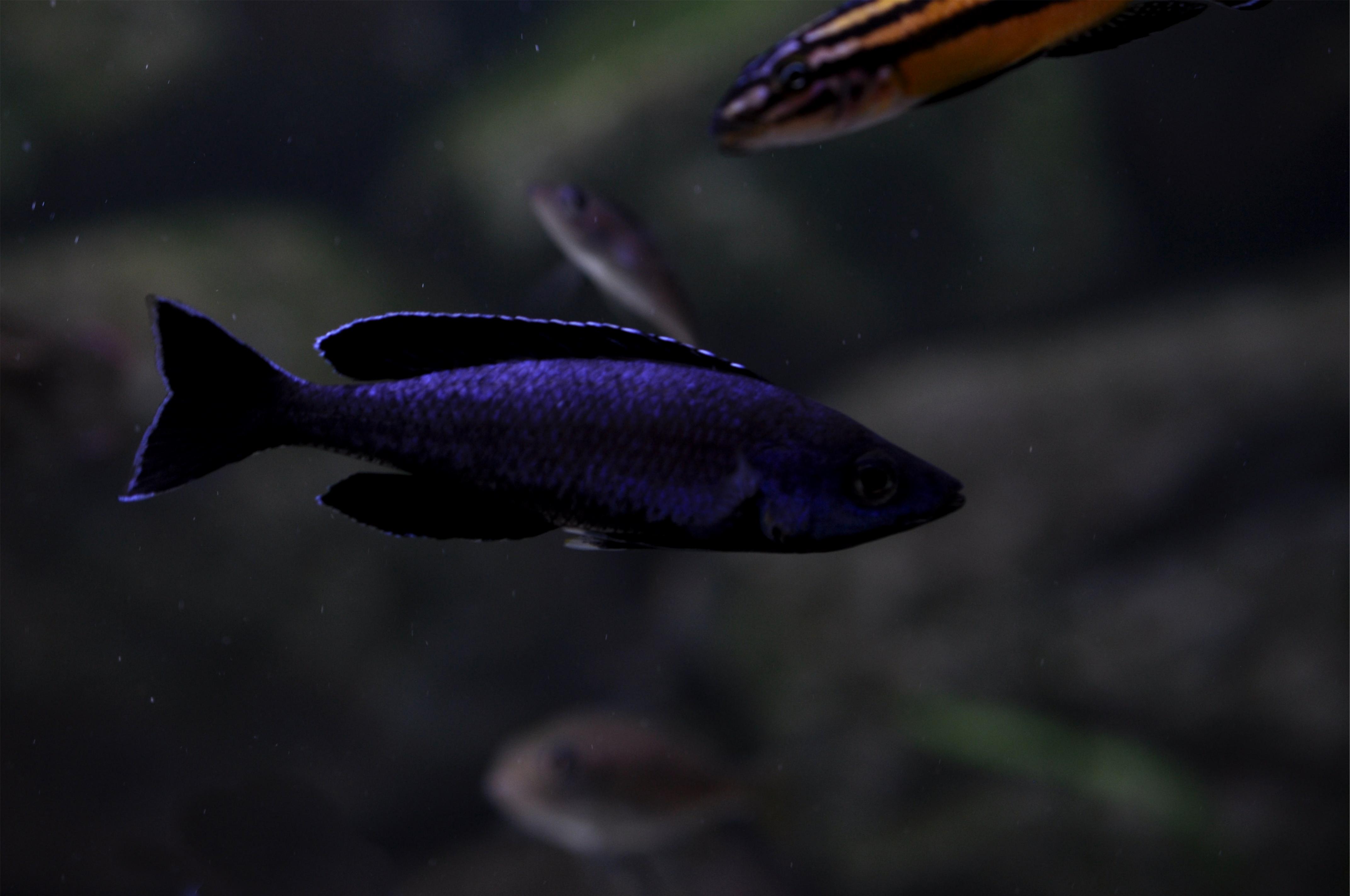 Leptosoma Jumbo Kitumba lila.jpg