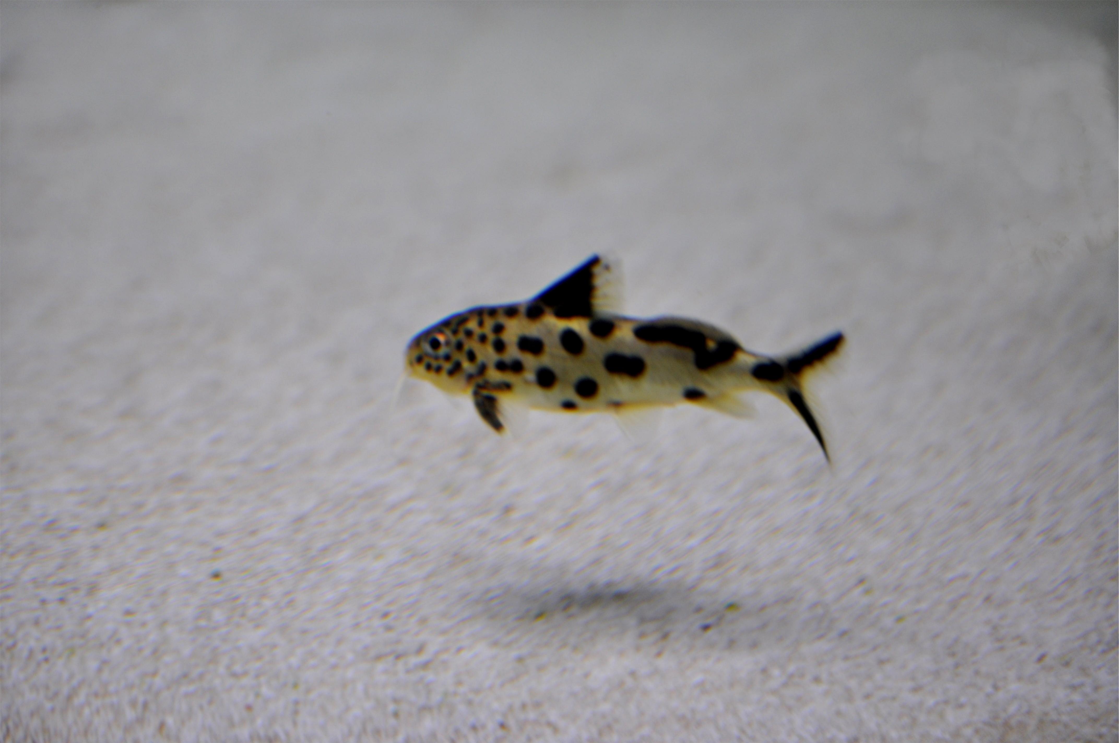 Syndontis Multupunktatus.jpg
