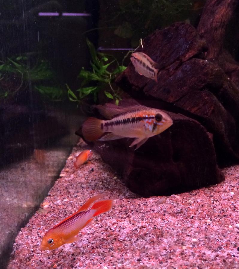 Apistogramma-macmasteri-Red-neck_Apistogramma-agassizii-Fired-red.jpg