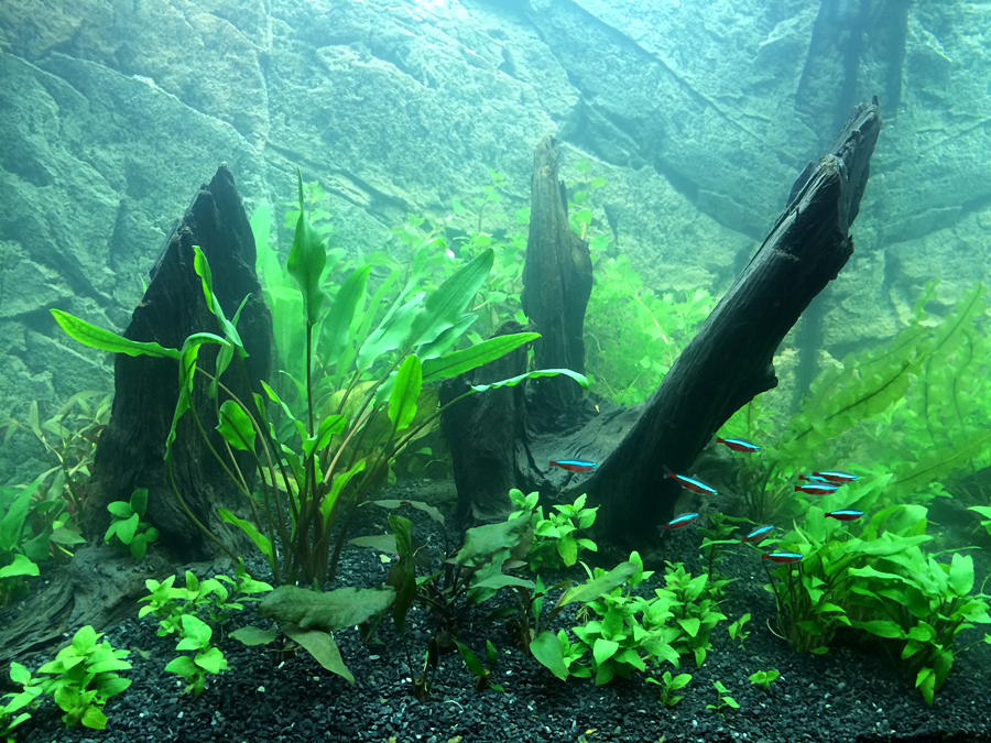 Scaping_007_Plants_002.jpg