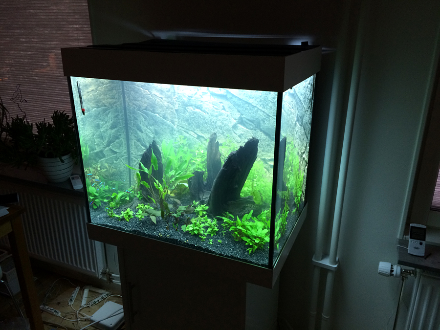 Scaping_006_Plants_001.jpg