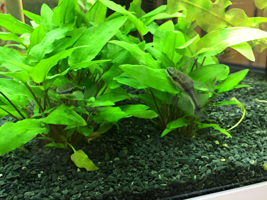 Otocinclus macrospilus_001.jpg