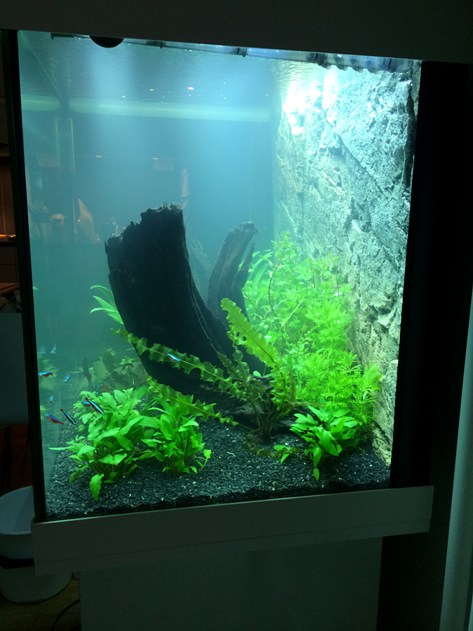 Scaping_008_Plants_003.jpg