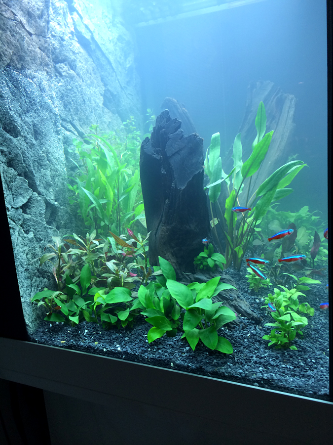 Scaping_009_Plants_004.jpg