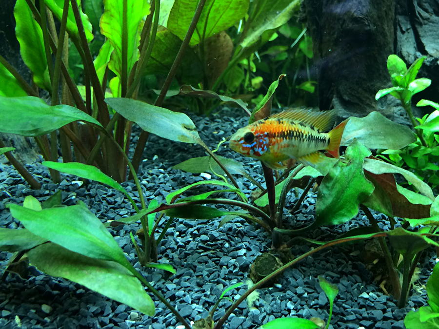 Apistogramma_macmasteri_Red_neck_001.jpg
