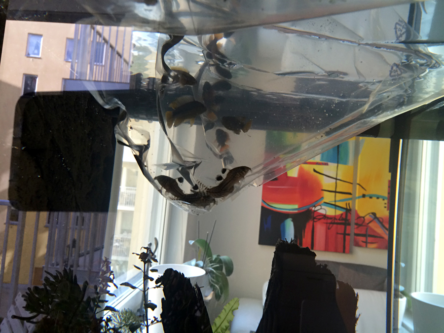 Fish-Introducing_002.jpg