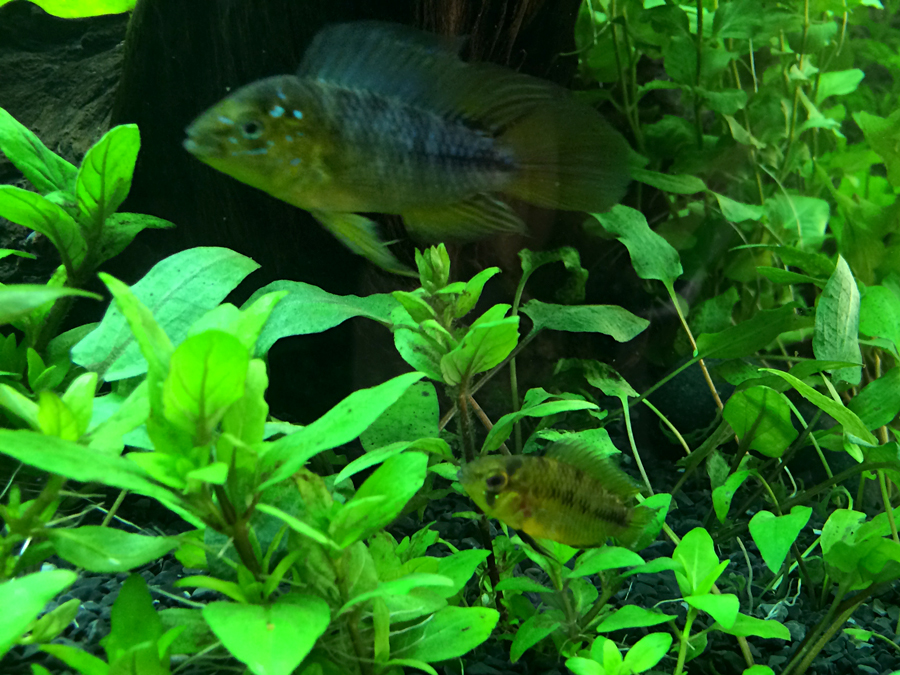 Apistogramma_Borelli_006_Female.jpg