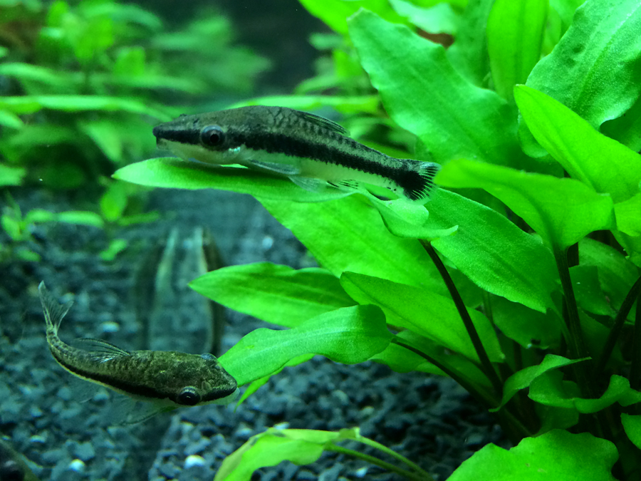 Otocinclus_Macrospilus_002.jpg