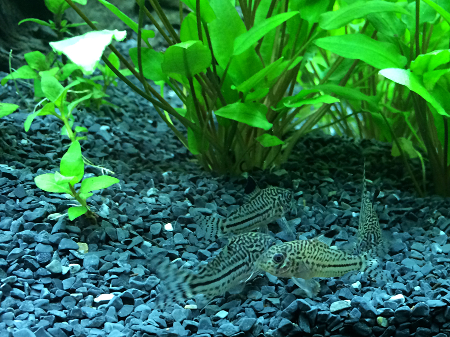 Corydoras_Trilineautus_001.jpg
