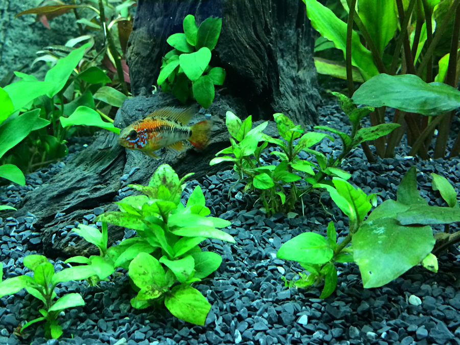 Apistogramma_macmasteri_Red_neck_005.jpg