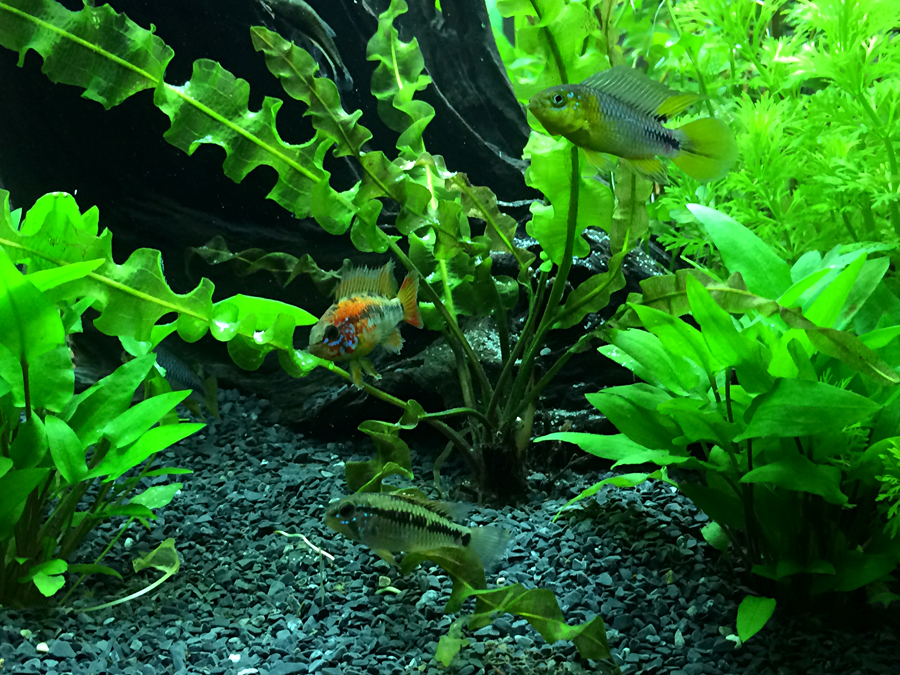 Apistogramma_macmasteri_Red_neck_003.jpg