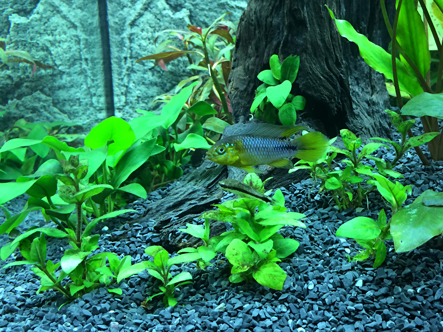 Apistogramma_Borelli_002.jpg