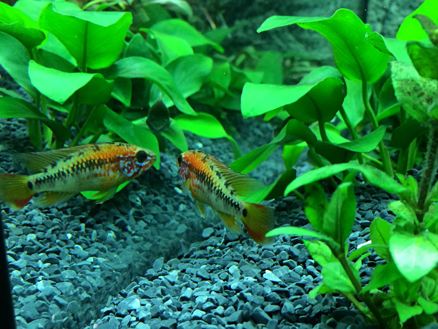 Apistogramma_macmasteri_Red_neck_004.jpg