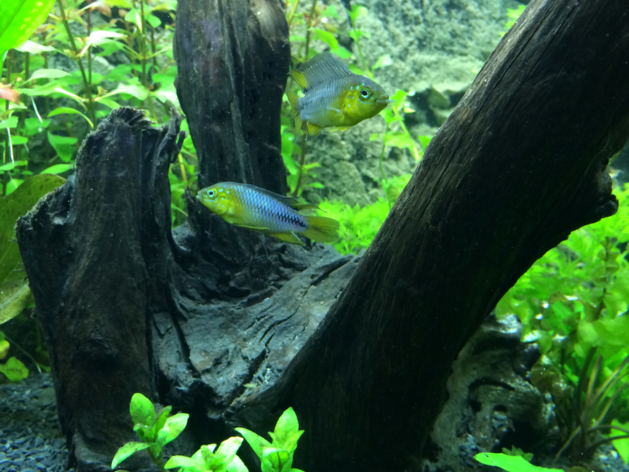 Apistogramma_Borelli_001.jpg