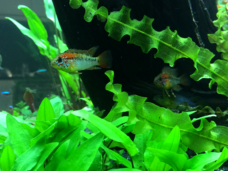 Apistogramma_macmasteri_Red_neck_002.jpg