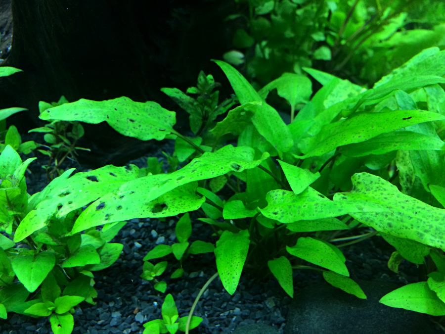 Potassium-Deficiency_Cryptocoryne-Wendtii-Green.jpg