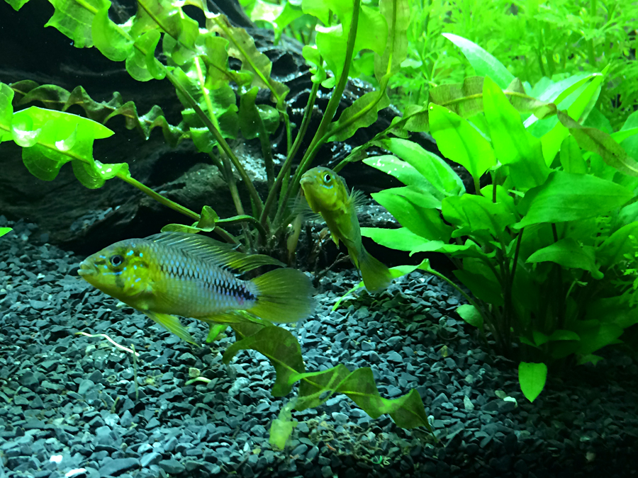 Apistogramma_Borelli_003.jpg